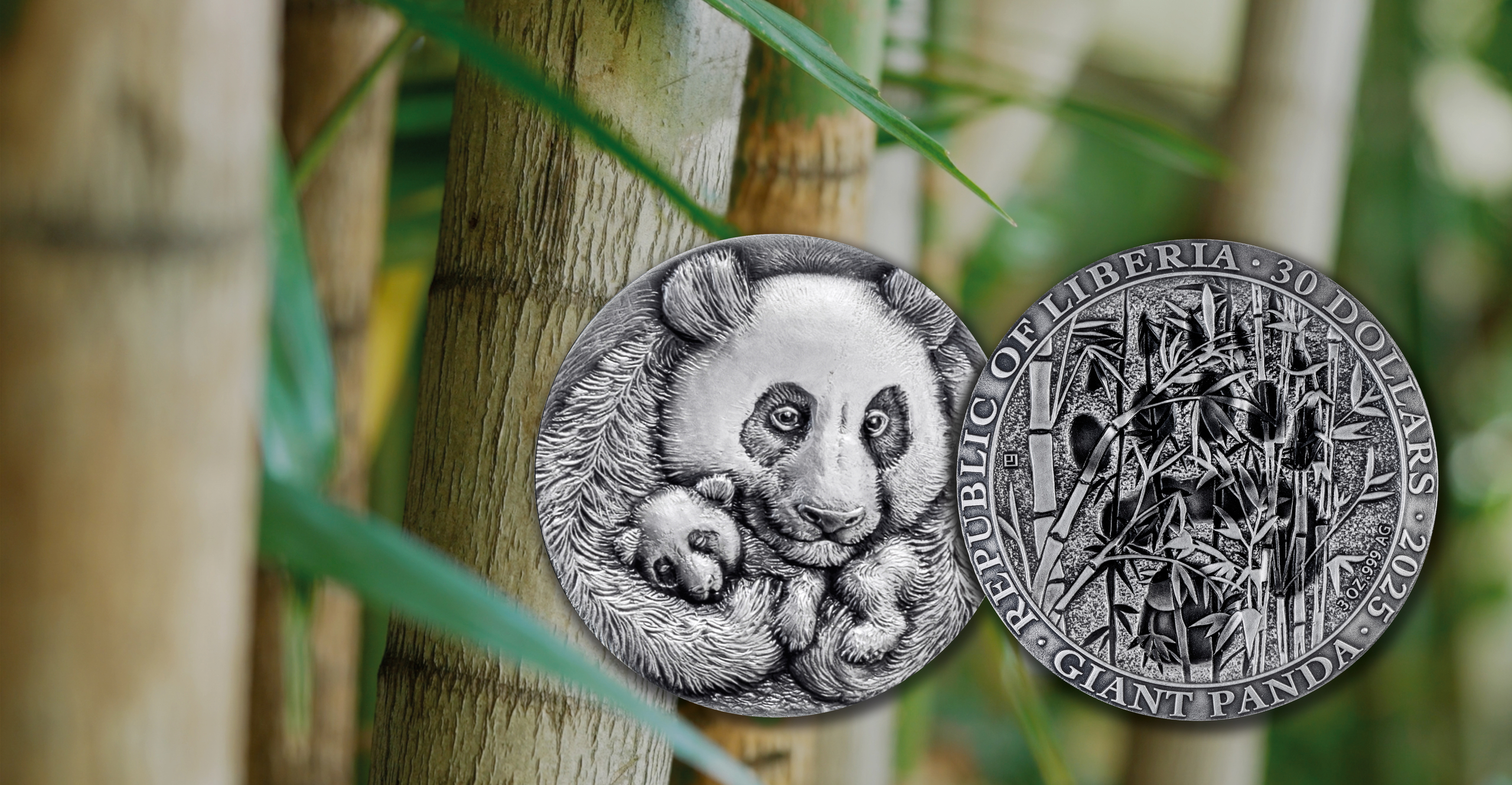 Animal Tracks - Giant Panda coin